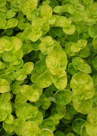 Origanum vulgare 'Aureum'